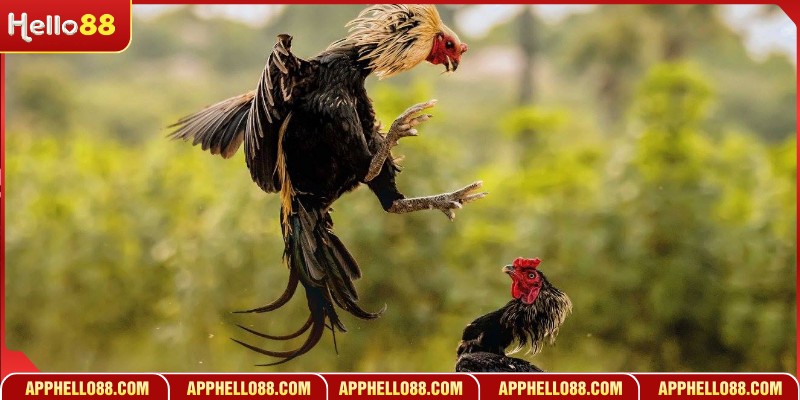 Bí quyết đặt cược đá gà cựa dao giúp hội viên tăng tỷ lệ thắng