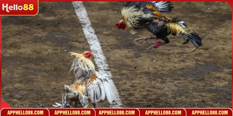 Các bước tham gia cá cược gà thomo dễ dàng