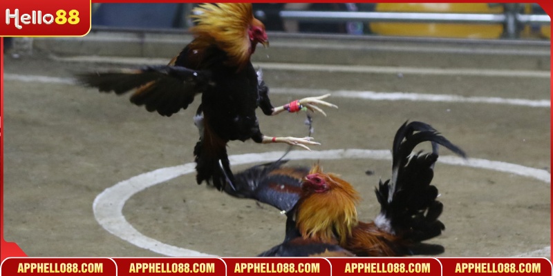 Các bước truy cập theo dõi trận đấu