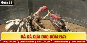 Đá Gà Cựa Dao Hôm Nay - Trải Nghiệm Kịch Tính Khó Quên