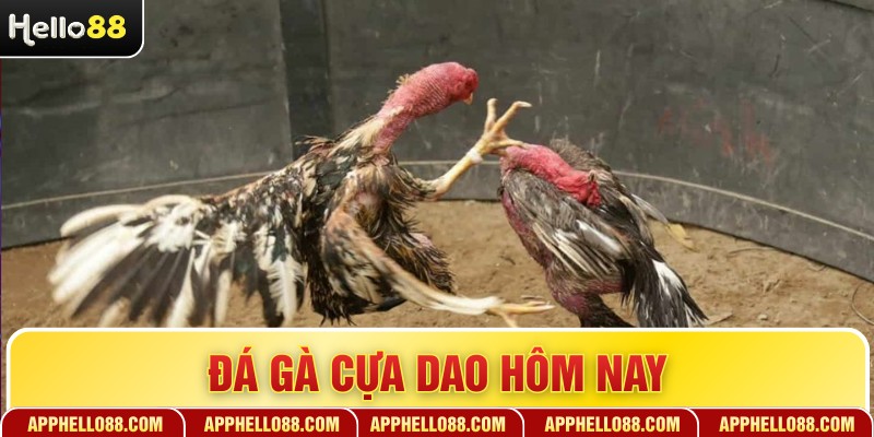 Đá Gà Cựa Dao Hôm Nay - Trải Nghiệm Kịch Tính Khó Quên