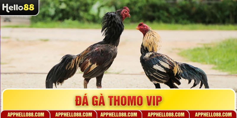 Đá Gà Thomo Vip - Trải Nghiệm Cá Cược Đẳng Cấp Nhất