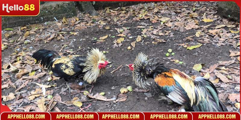 Giá trị cốt lõi của dịch vụ đá gà