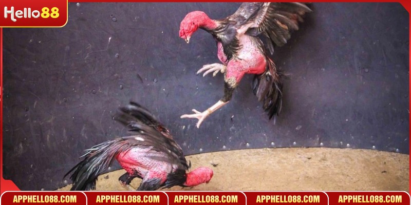 Những điều người chơi nên học hỏi để biết cách tối ưu hóa trải nghiệm