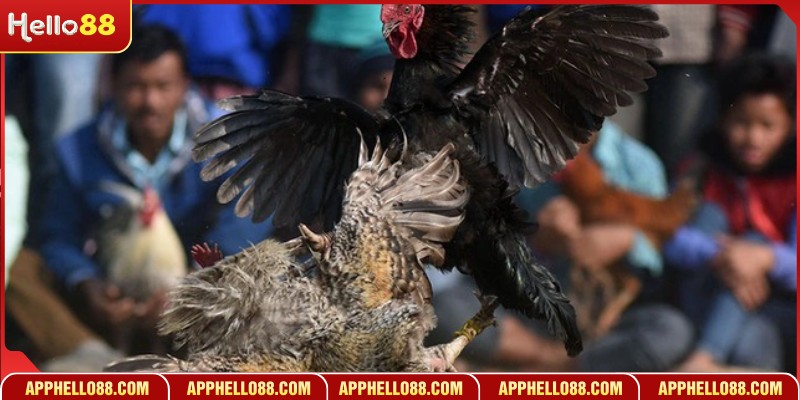 Phương pháp tối ưu hóa lợi nhuận khi chơi gà