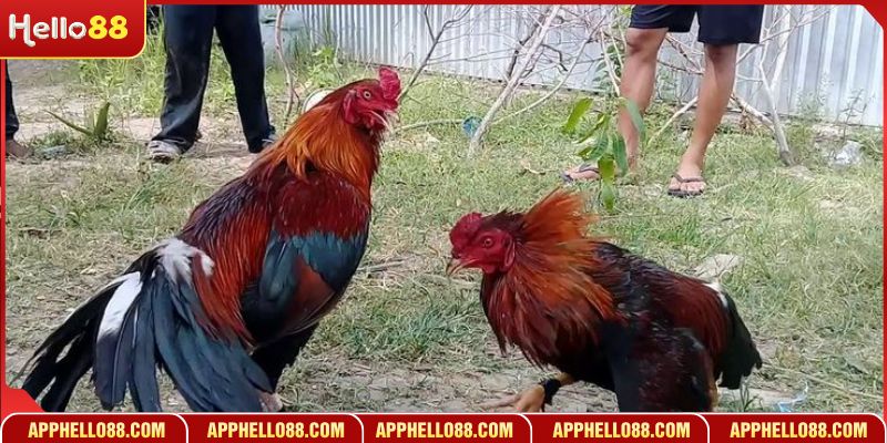 Sức hấp dẫn từ việc theo dõi kê chiến