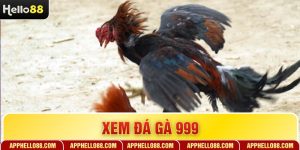 Xem Đá Gà 999 - Chi Tiết Đấu Trường Trực Tuyến Đỉnh Cao