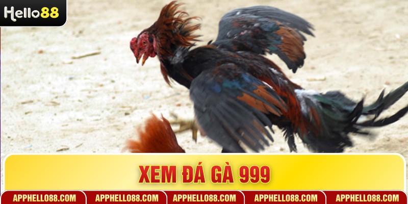 Xem Đá Gà 999 - Chi Tiết Đấu Trường Trực Tuyến Đỉnh Cao